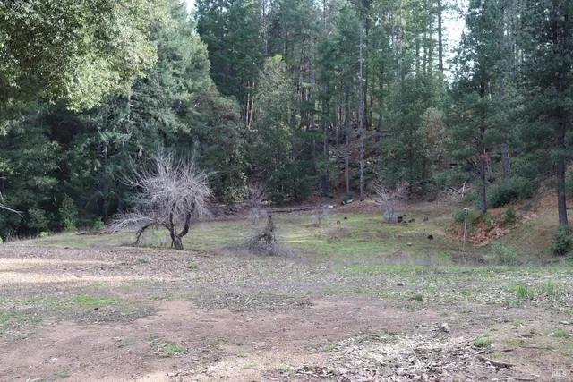 a view of a dry yard with trees