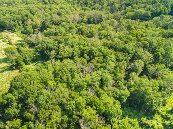 0 Auburn Road Millbury, MA 01527 - Photo 5 of 10 a view of a large yard with plants and large trees