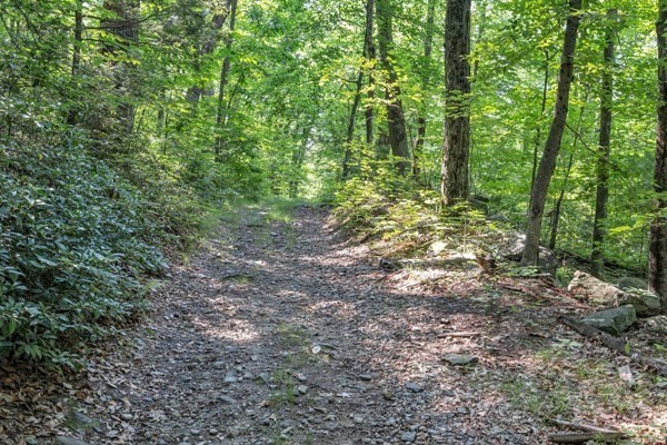 0 Auburn Road Millbury, MA 01527 - Photo 8 of 10 a view of a forest with trees in the background