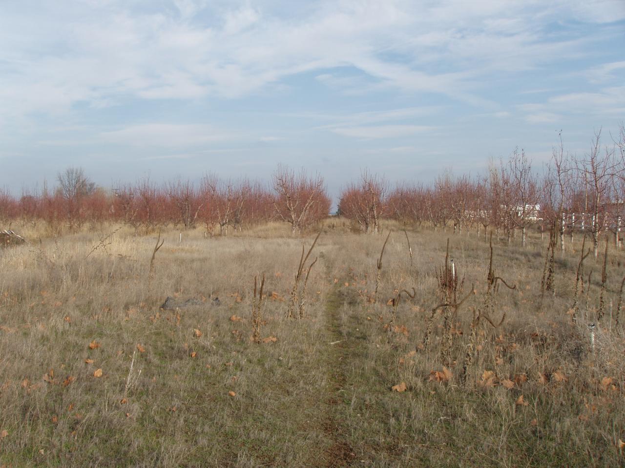 5543 Lateral A Road Wapato, WA 98951 - Photo 14 of 19 a view of a yard with trees in the background