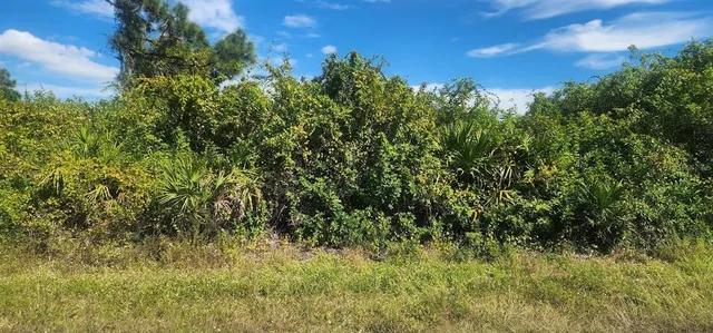a view of a bunch of trees and bushes