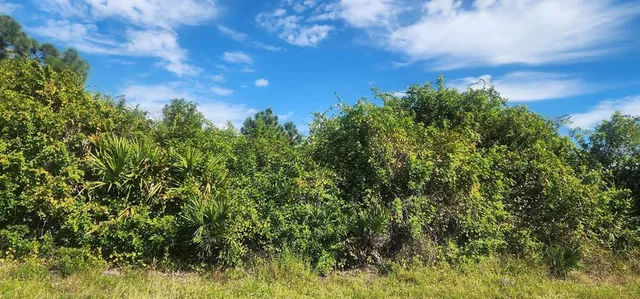 a view of a bunch of trees