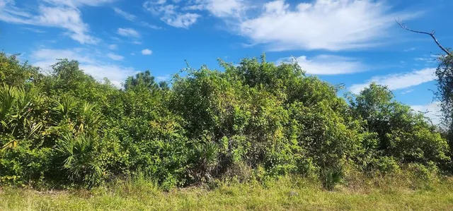 a view of a bunch of trees