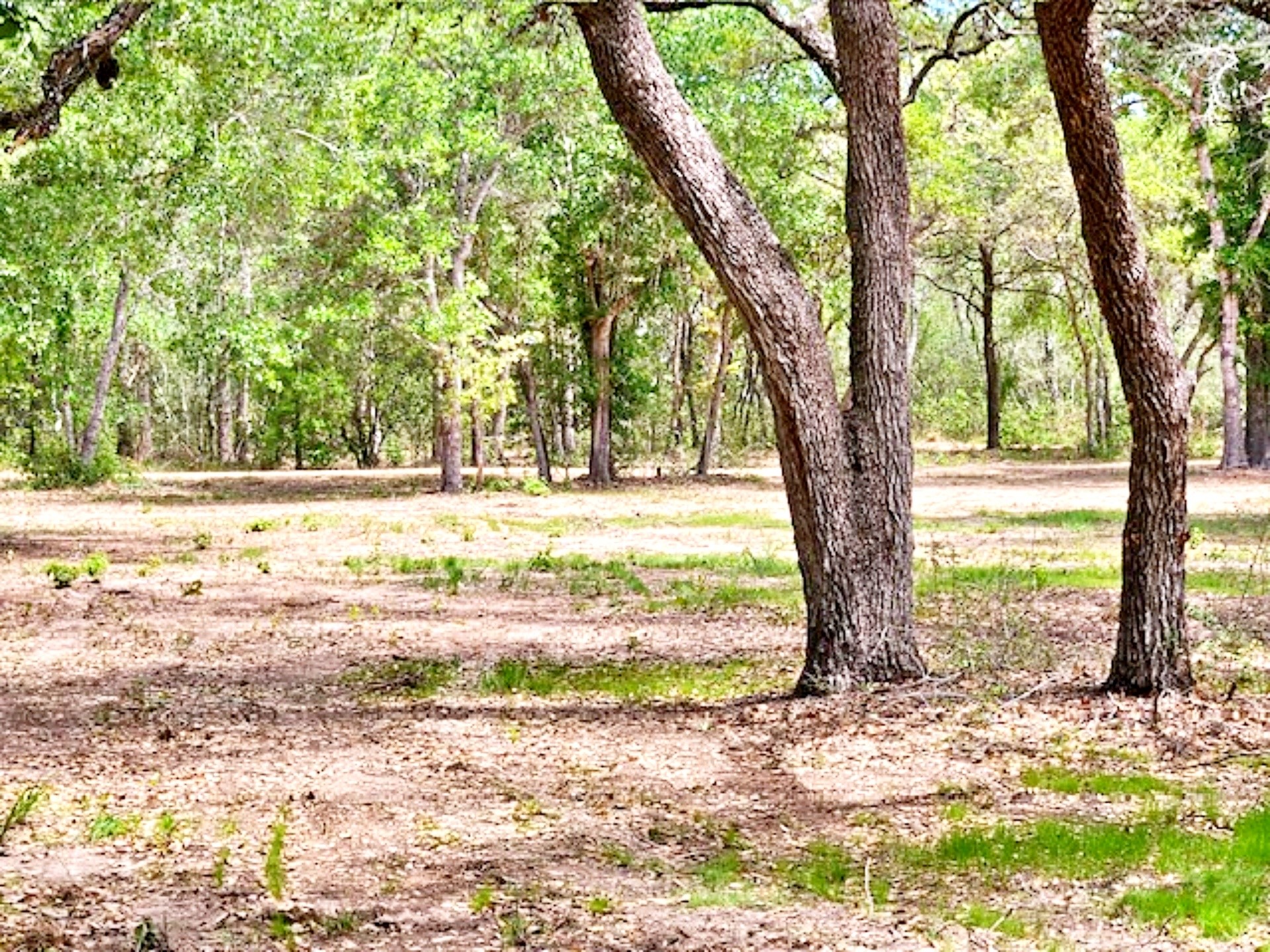 1032 Reeves Road Garwood, TX 77442 - Photo 22 of 29 a view of a yard with a tree