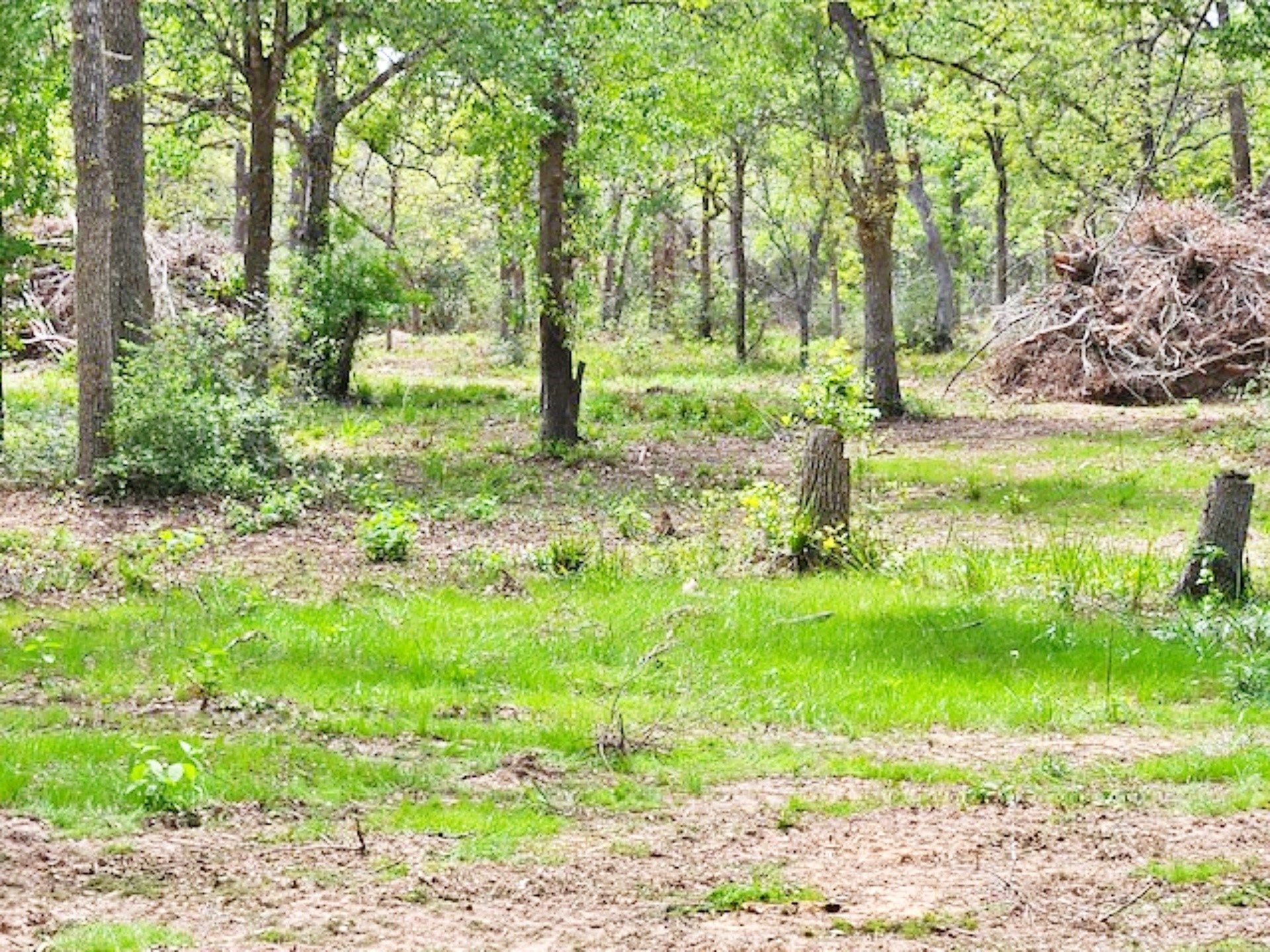 1032 Reeves Road Garwood, TX 77442 - Photo 23 of 29 a view of backyard with green space
