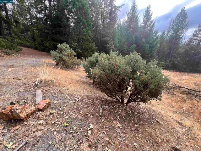 a view of a forest with trees