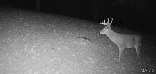 $389,900 | 480 Lone Pine Lane, St. Clair, MO 63077