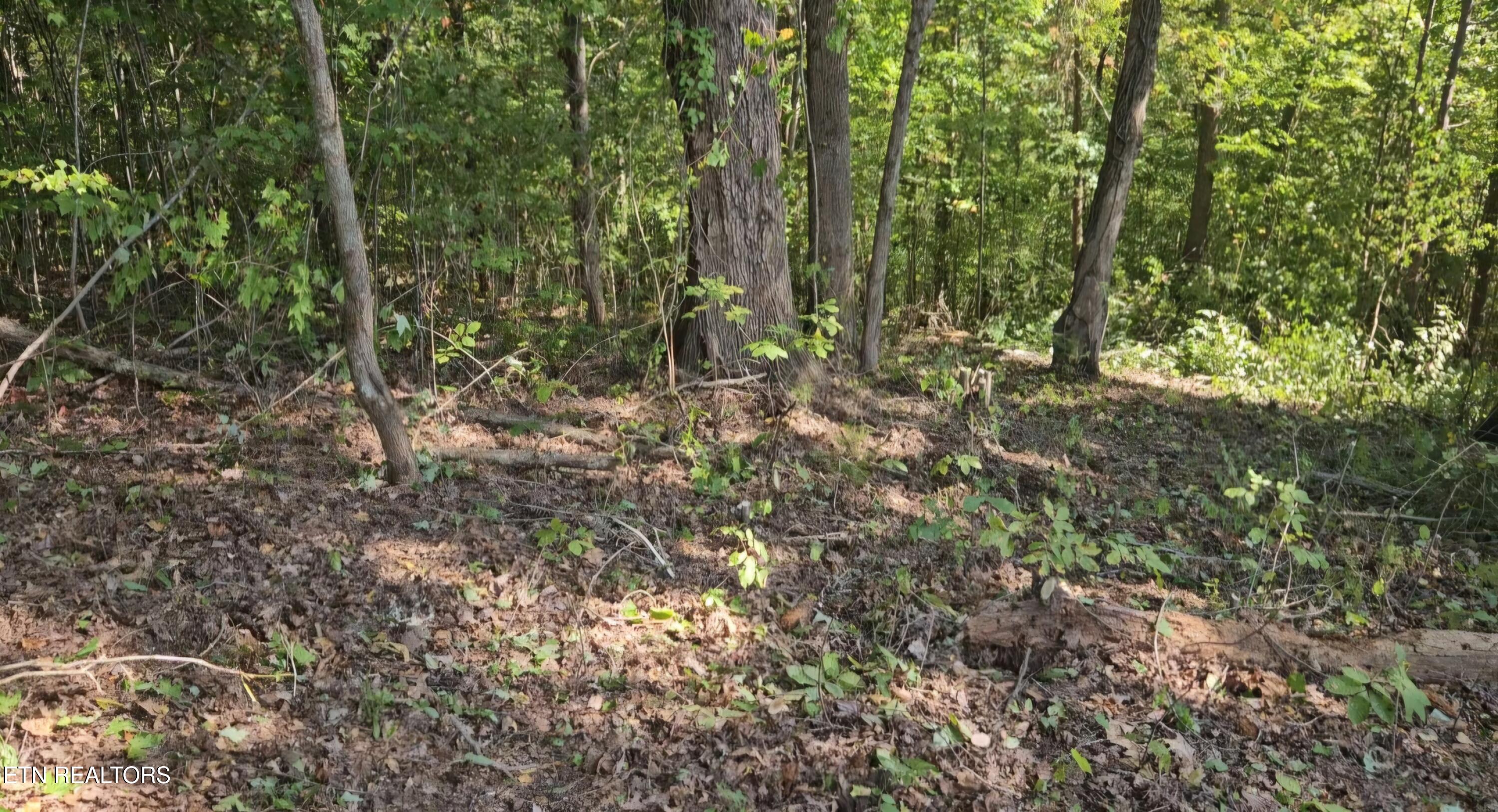Lot 172 Saddle Ridge Drive Speedwell, TN 37870 - Photo 5 of 10 Cleared area