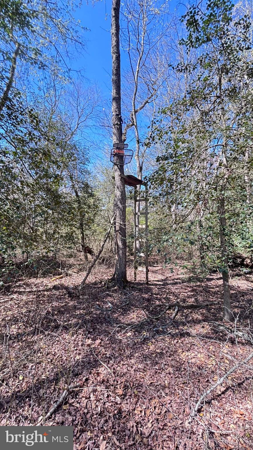 25095 Trunk Line Road Henderson, MD 21640 - Photo 35 of 39 Elevated view in serene woodlands.