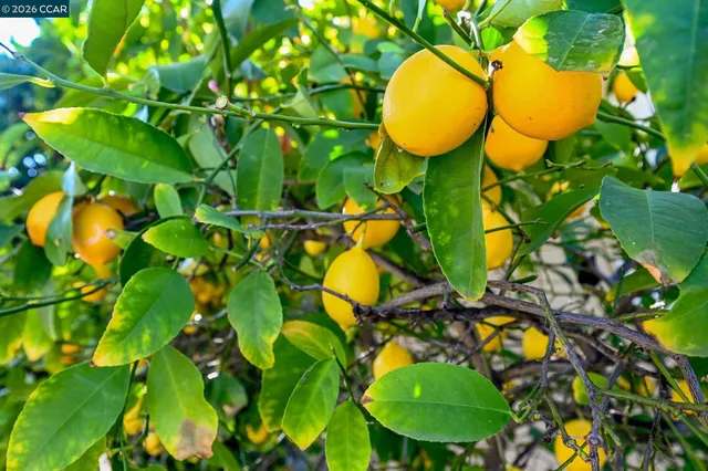 $848,000 | 1687 Westwood Drive, Concord, CA 94521