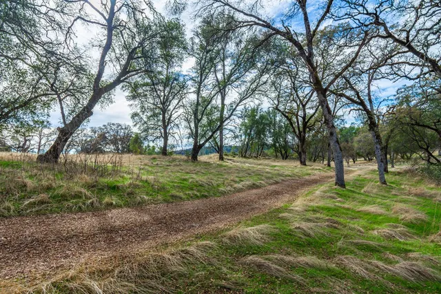 a view of a room with a forest
