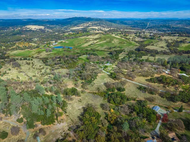 a view of a forest with a tree