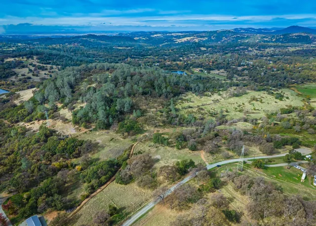 a view of a yard with plants and large trees