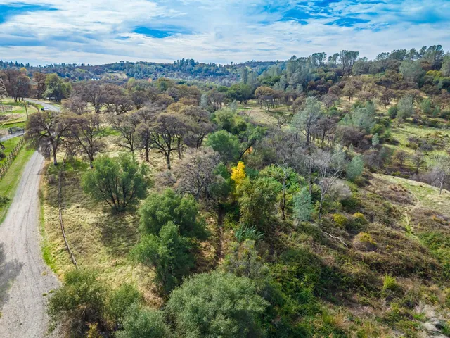 a view of a forest with an ocean