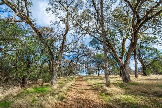 a view of a yard with large trees