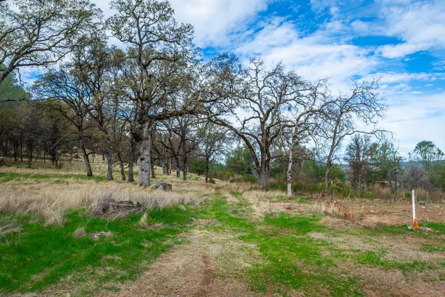 a view of a yard with a tree