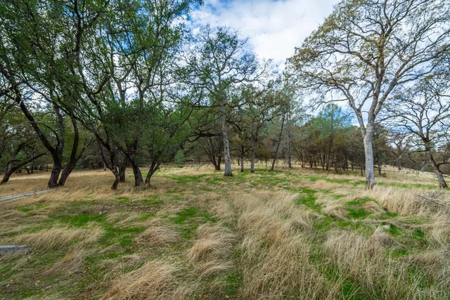 a view of yard covered with trees