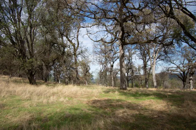 a view of a park with large trees