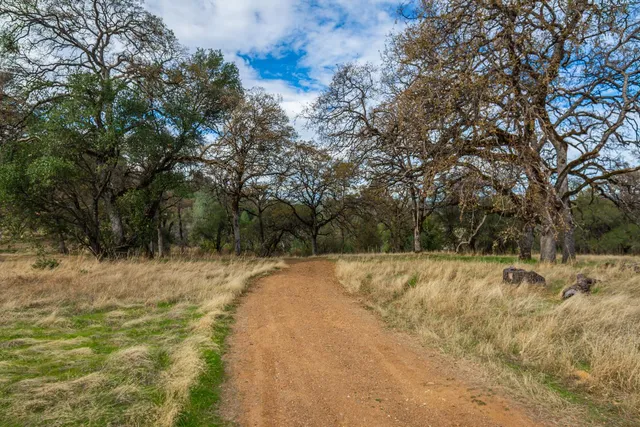 a view of a backyard with large trees