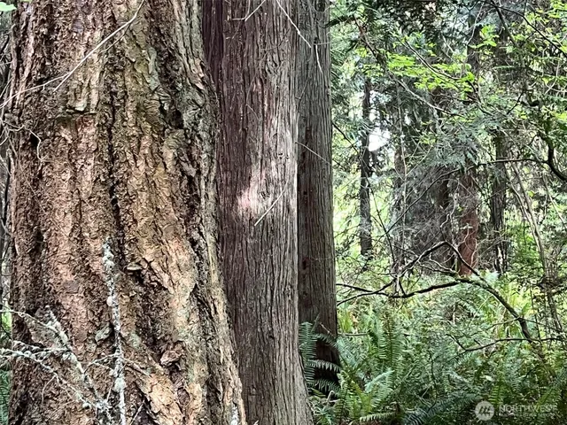 a view of a yard with plants and trees