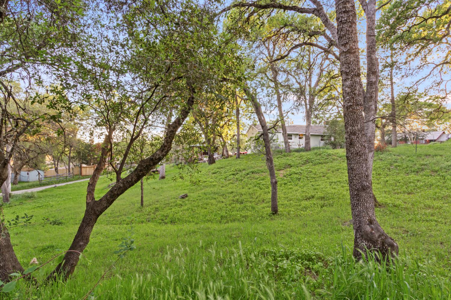 6641 Ribbon Lane Placerville, CA 95667 - Photo 19 of 21 a view of an trees with a backyard