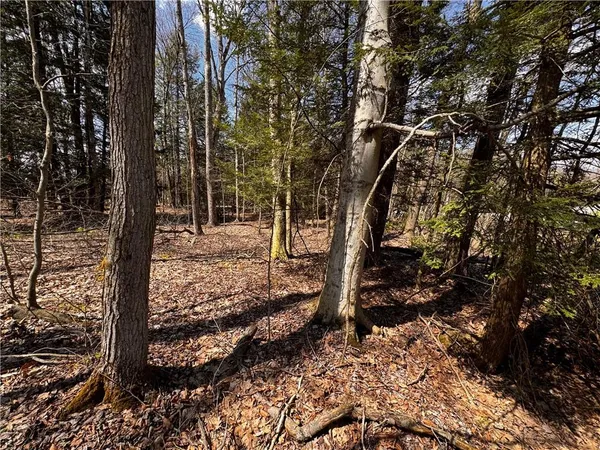 a view of a forest filled with trees