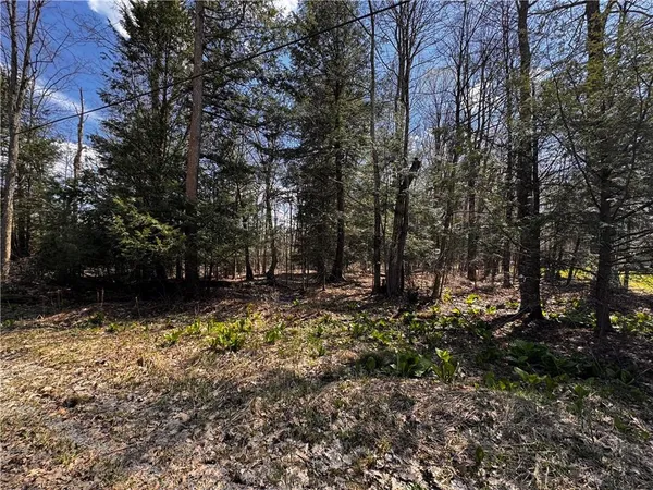 a view of a yard with trees