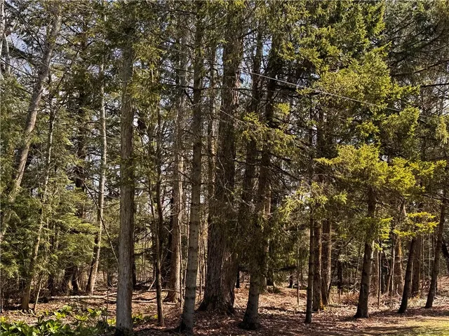 a view of a yard with large trees