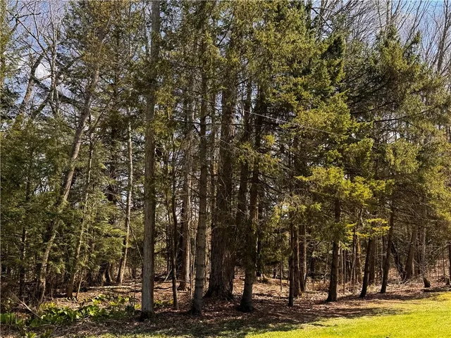 a view of a yard with large trees