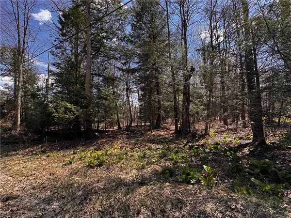 a view of a forest with trees