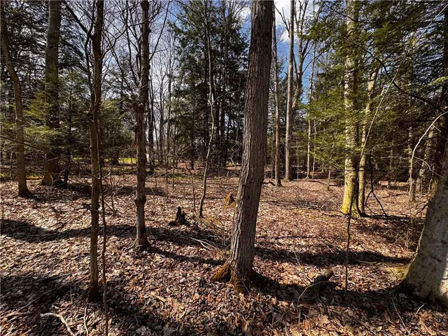 a view of a forest filled with trees