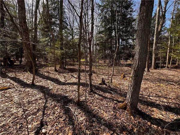 a view of a forest filled with trees