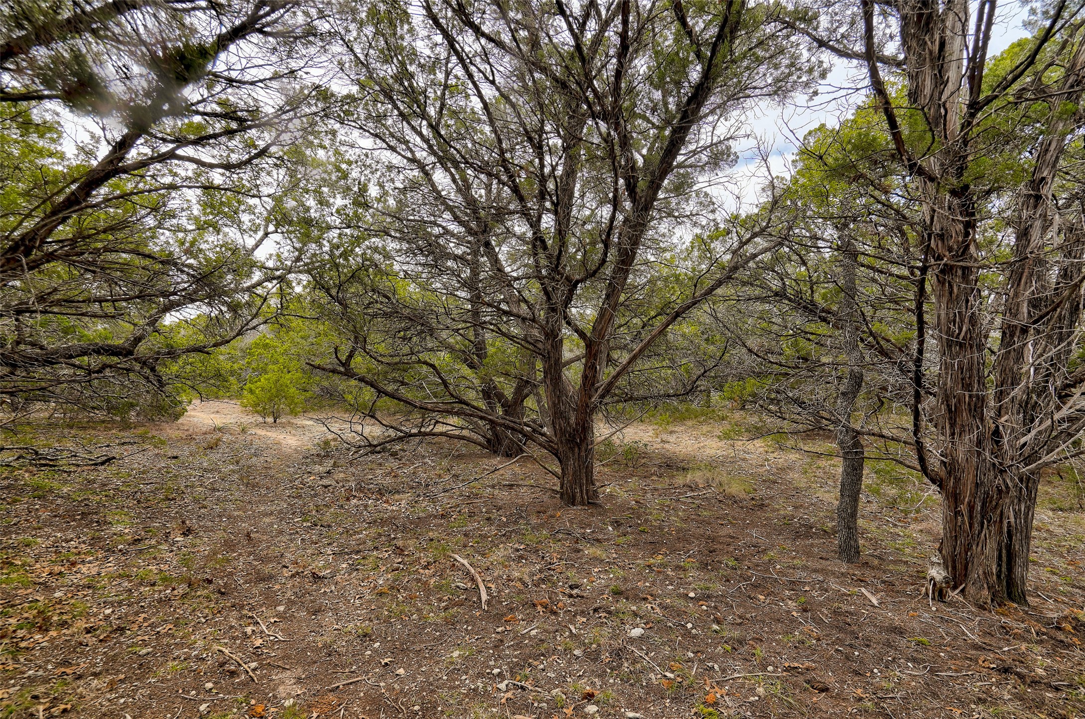 20607 Fawn Ridge Drive Leander, TX 78645 - Photo 6 of 20 a view of a yard with a tree