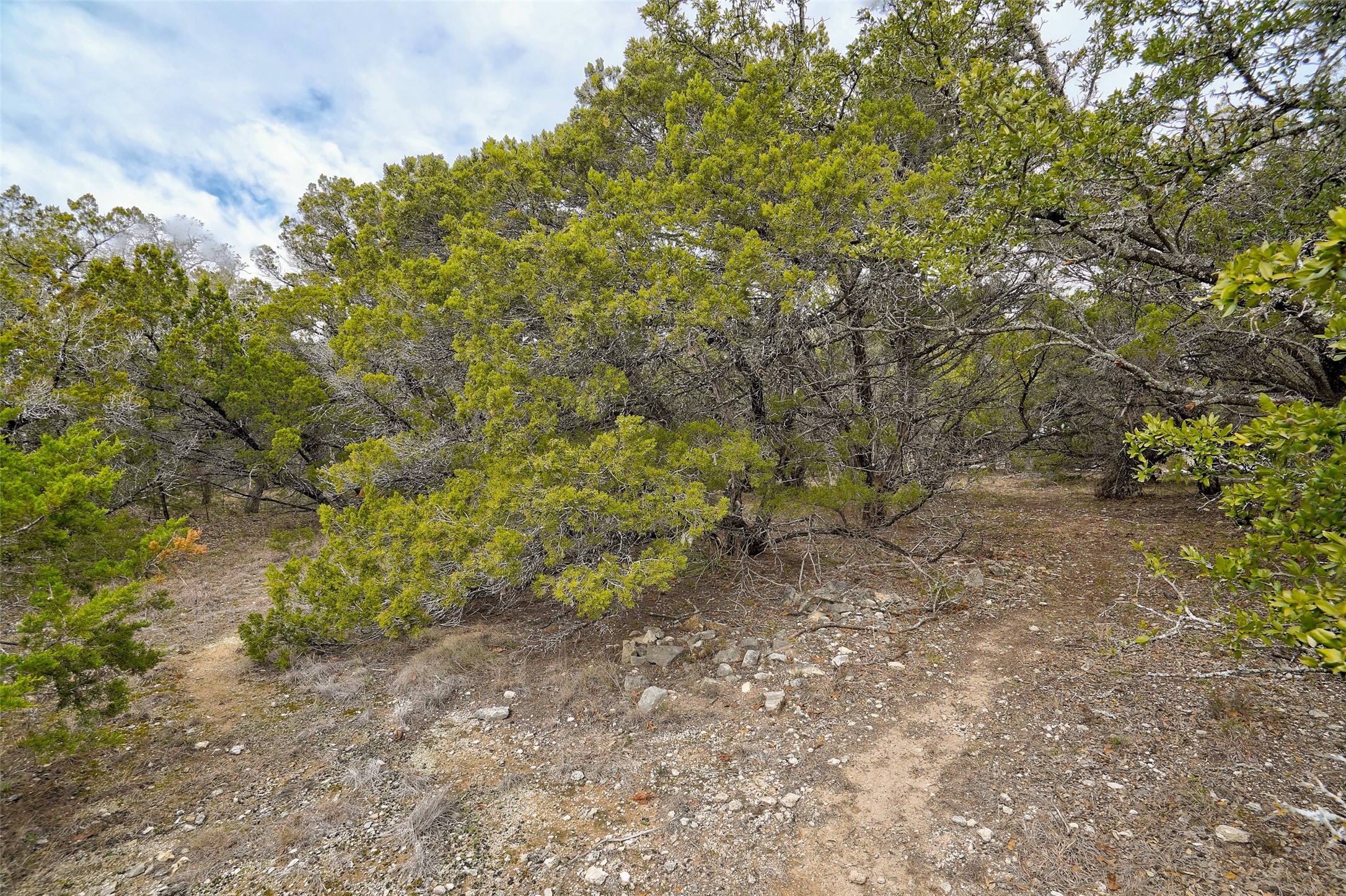 20607 Fawn Ridge Drive Leander, TX 78645 - Photo 8 of 20 a view of a yard with a tree