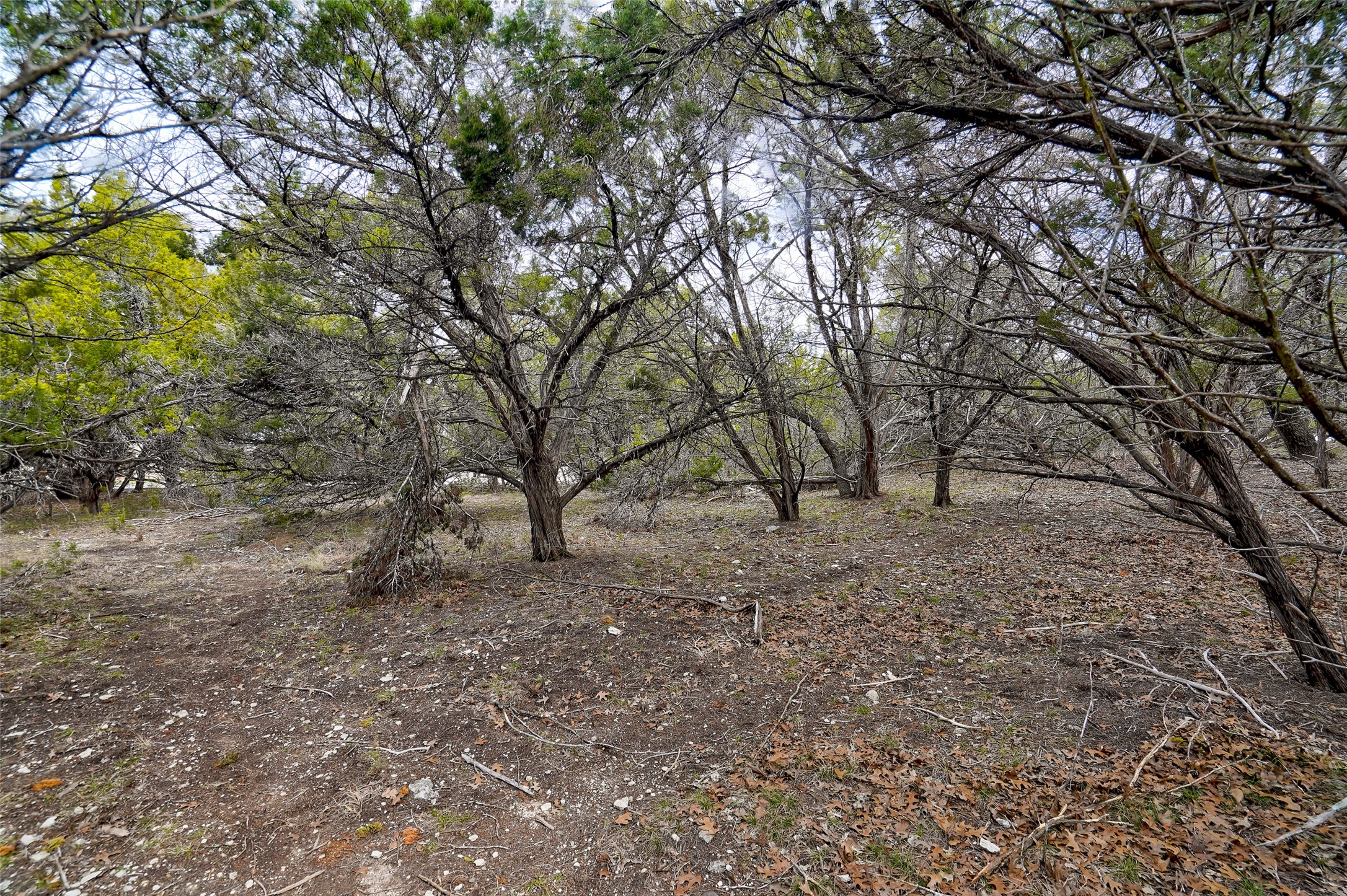 20607 Fawn Ridge Drive Leander, TX 78645 - Photo 9 of 20 a view of outdoor space and trees