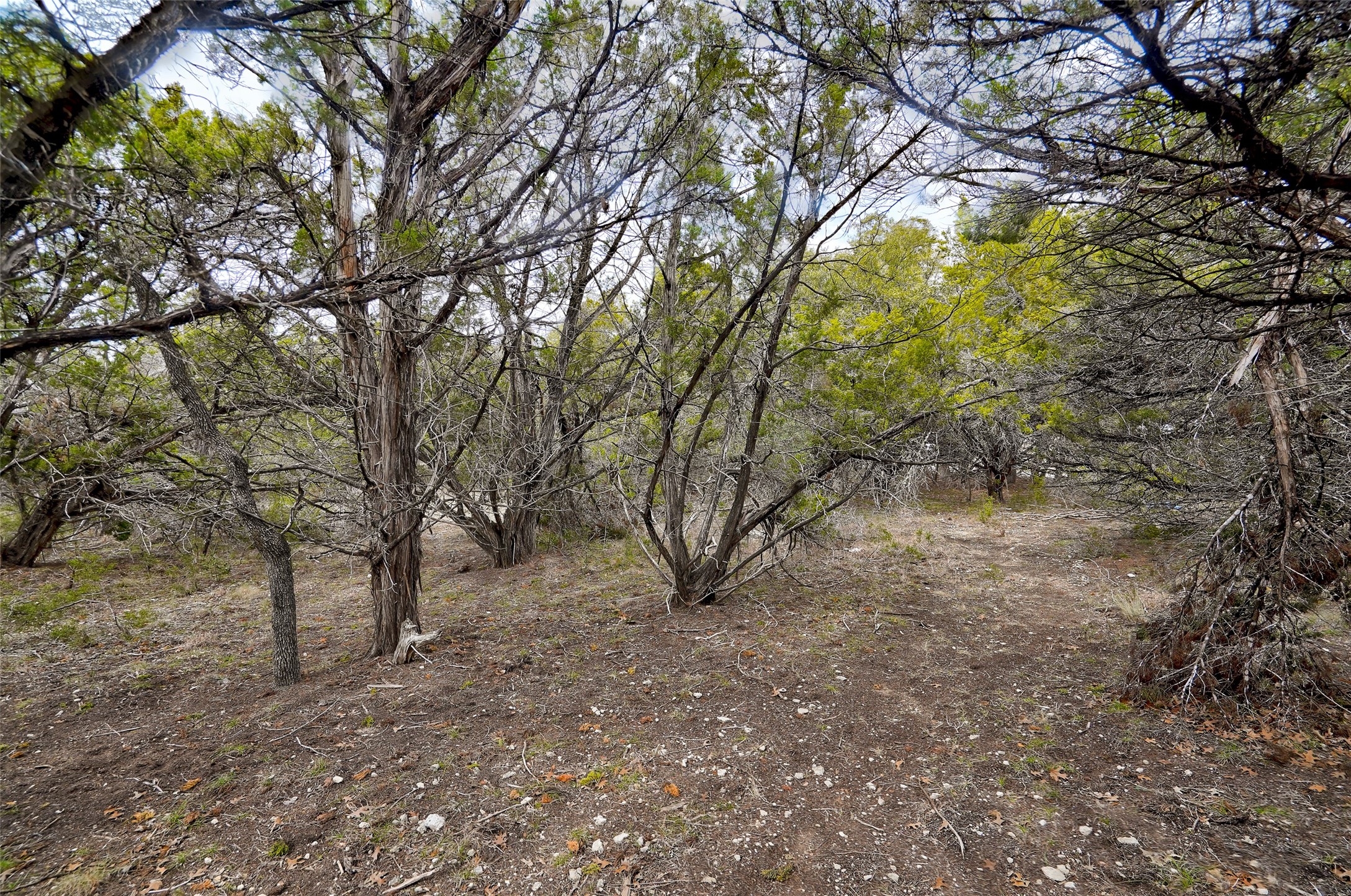 20607 Fawn Ridge Drive Leander, TX 78645 - Photo 10 of 20 a view of a forest with trees in the background
