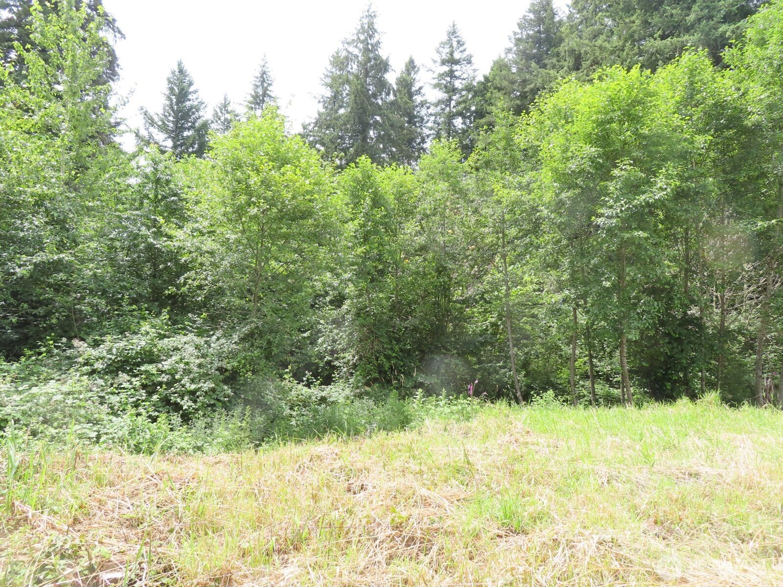 -xxx Coleman Road Mossyrock, WA 98564 - Photo 5 of 20
