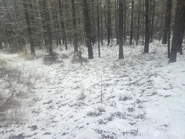a view of a backyard with trees
