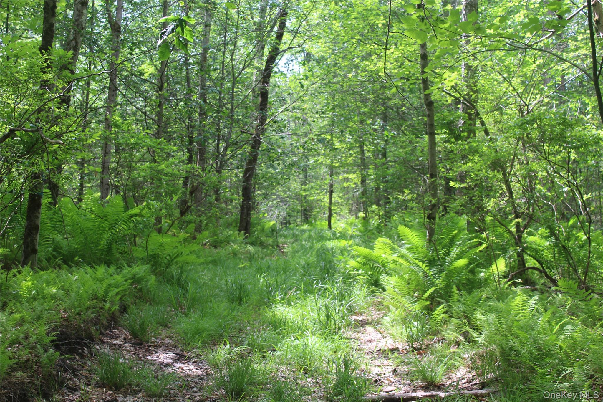 624 County Road Fremont Center, NY 12736 - Photo 9 of 40 Wooded property featuring a natural ground path, abundant ferns, and mature trees with verdant foliage