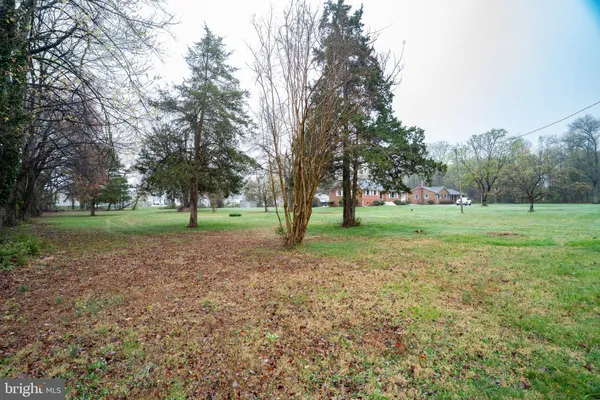 a view of a tree in a park