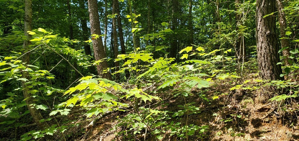 10 Birds Creek Road Sevierville, TN 37876 - Photo 4 of 5