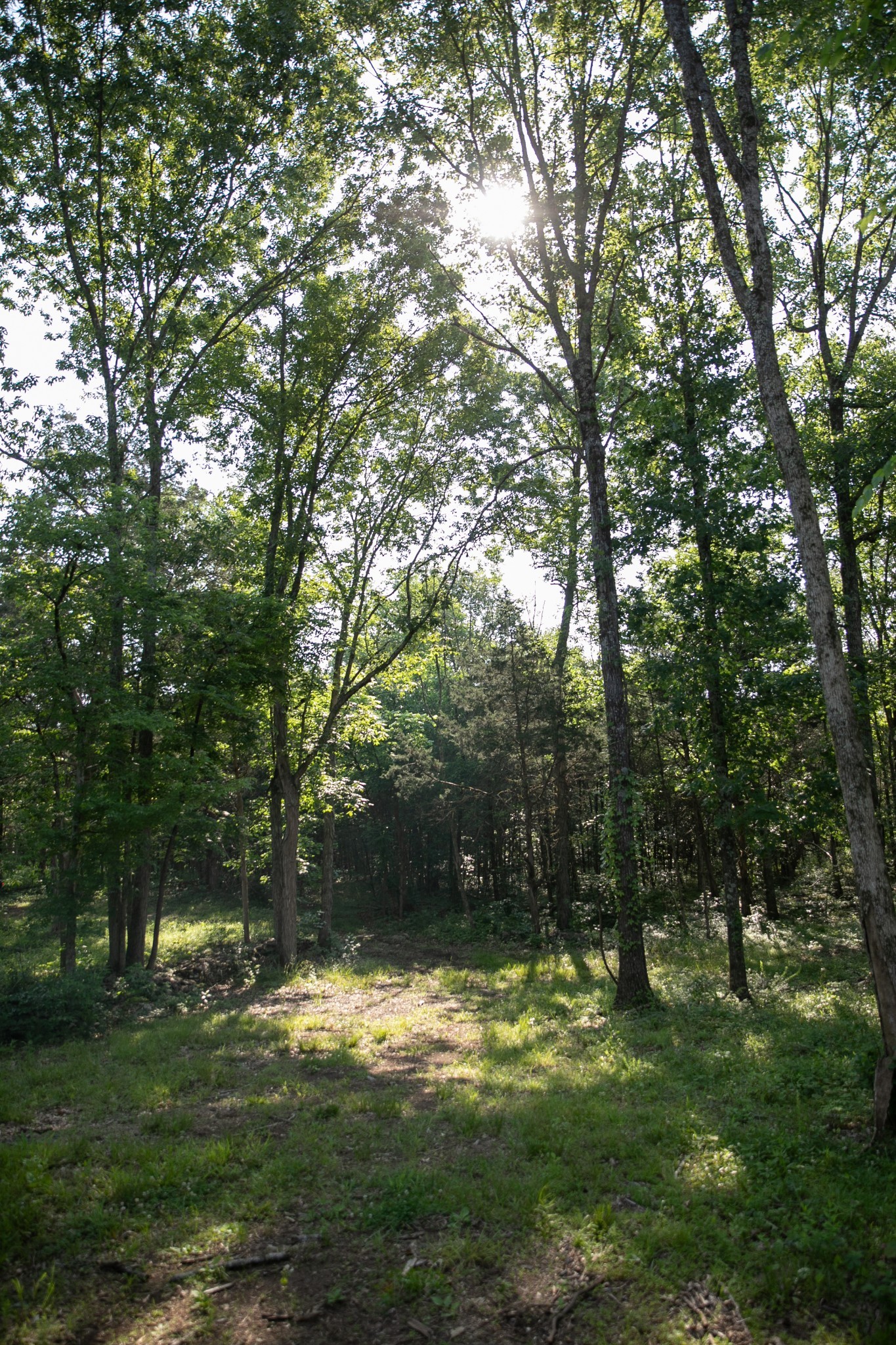2825 Oregon Road Milton, TN 37118 - Photo 17 of 71 a backyard of a house with lots of green space