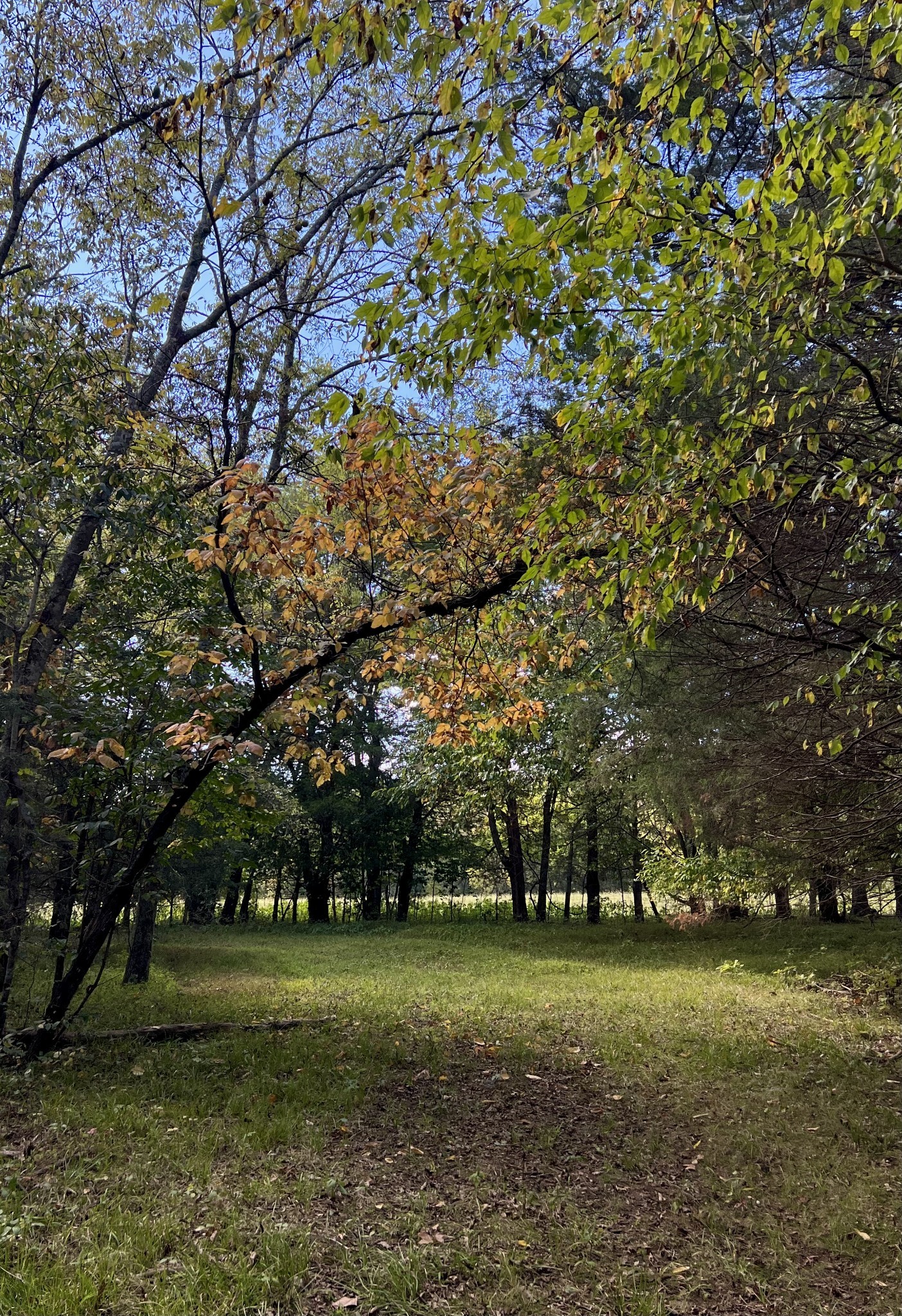 2825 Oregon Road Milton, TN 37118 - Photo 59 of 71 a big yard with lots of trees