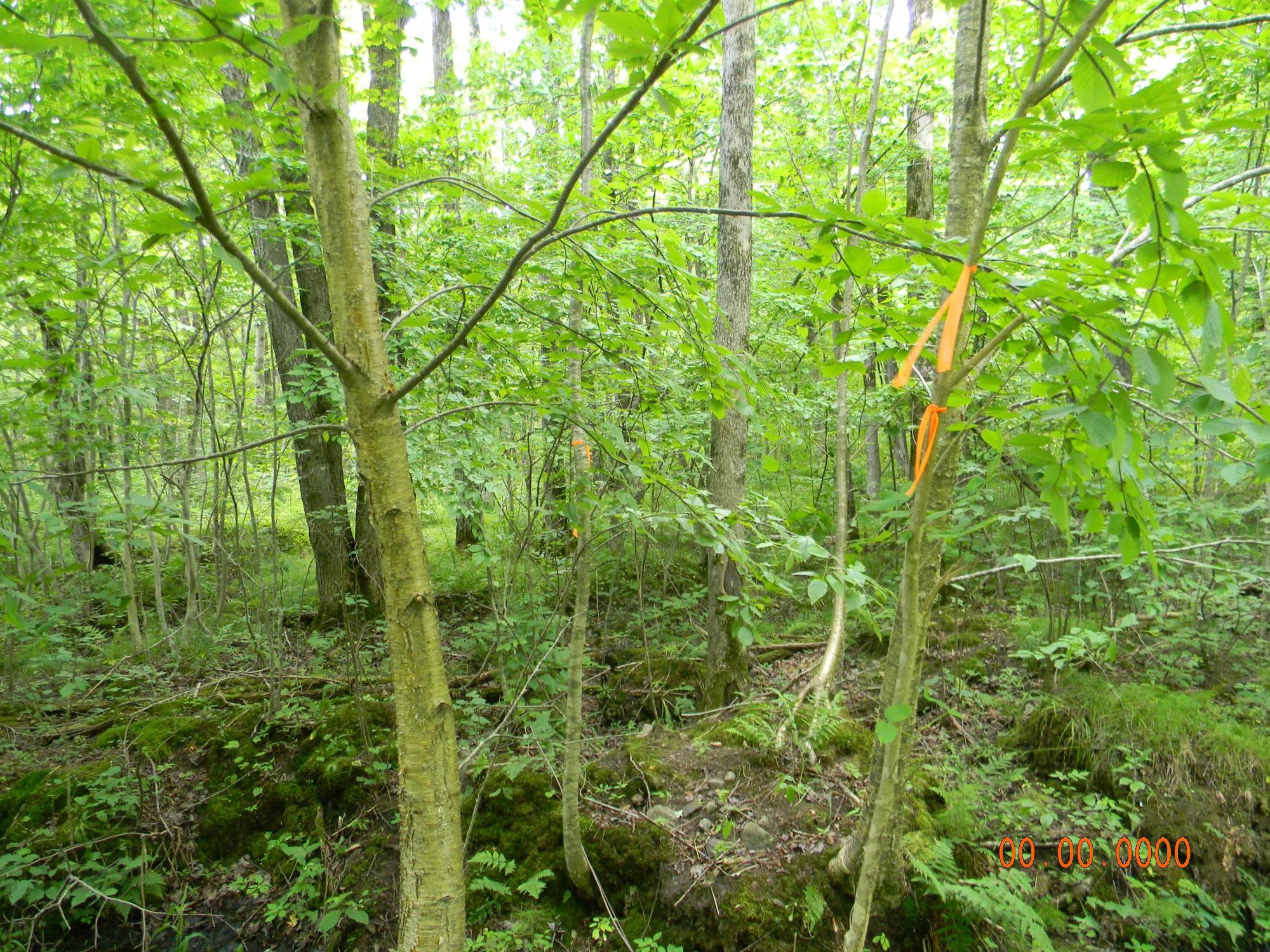 On Burr Oak Road Kennan, WI 54537 - Photo 21 of 28 Gallery Image 21