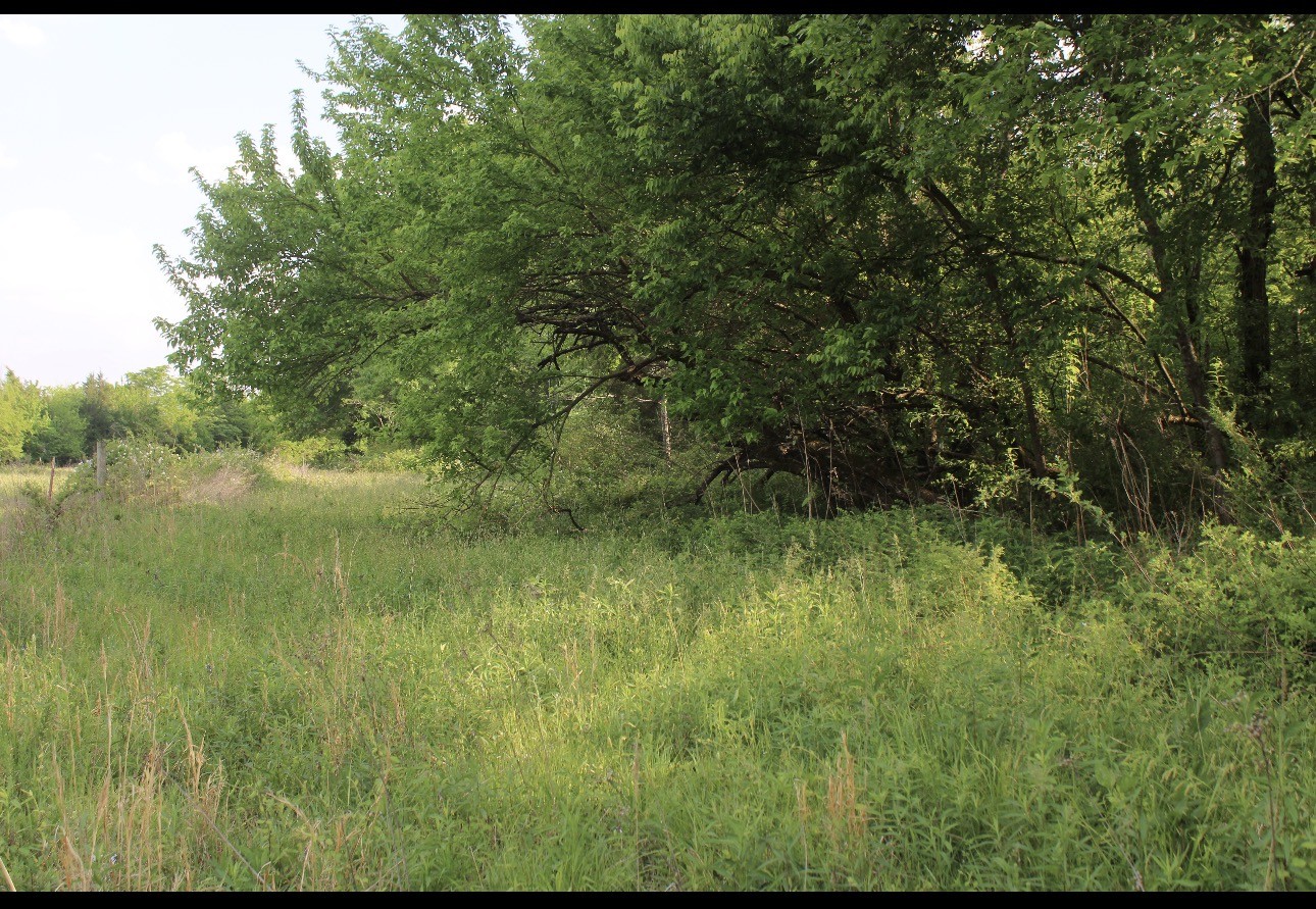 0 Midland Fosterville Road Bell Buckle, TN 37020 - Photo 11 of 15 a view of a lush green space
