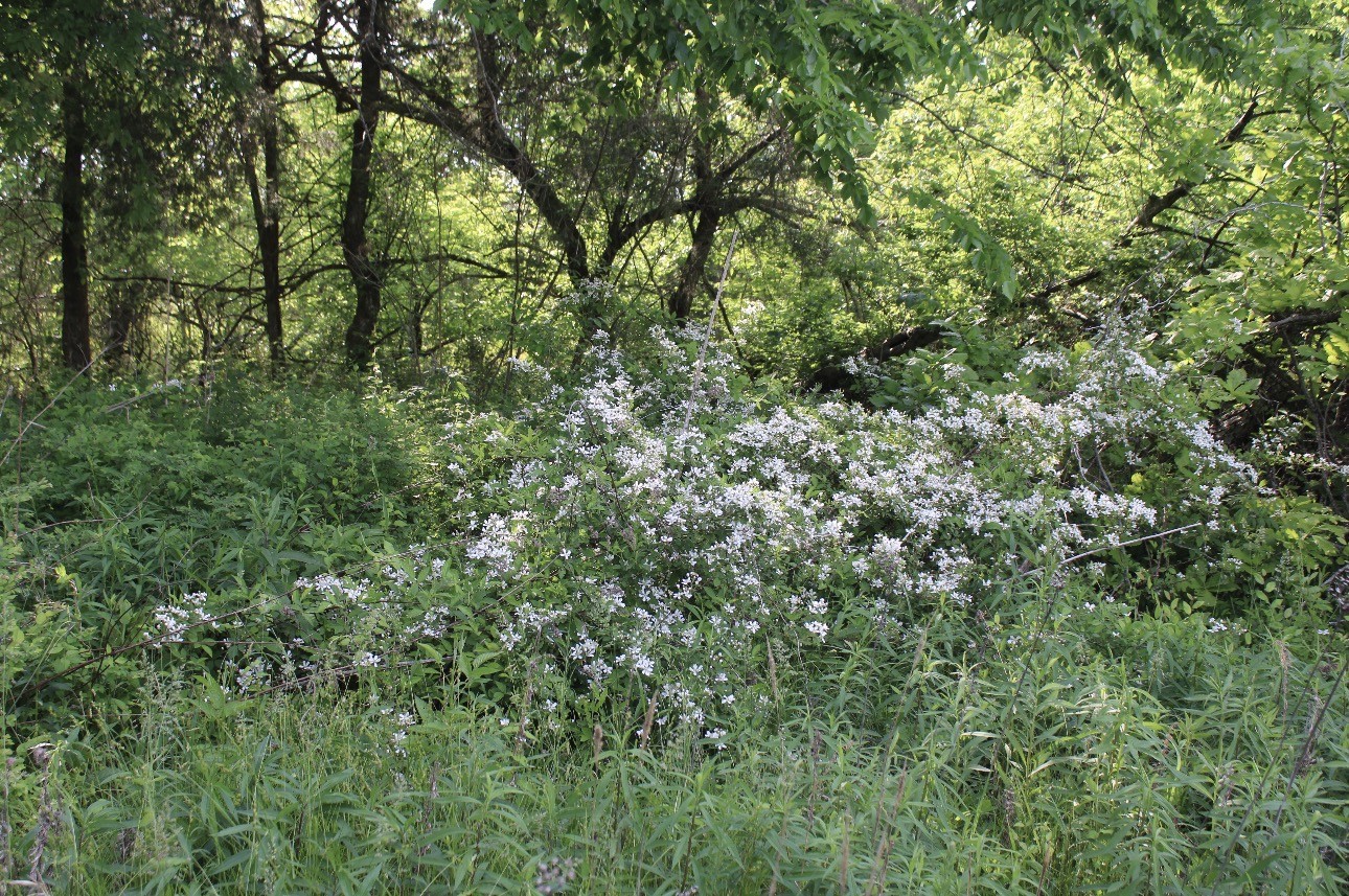 0 Midland Fosterville Road Bell Buckle, TN 37020 - Photo 12 of 15 a view of a lush green forest