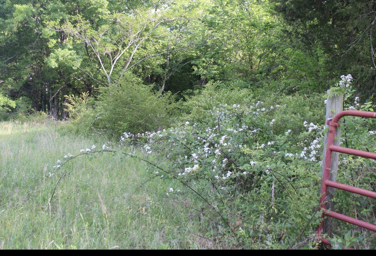 0 Midland Fosterville Road Bell Buckle, TN 37020 - Photo 14 of 15 a view of a lush green forest