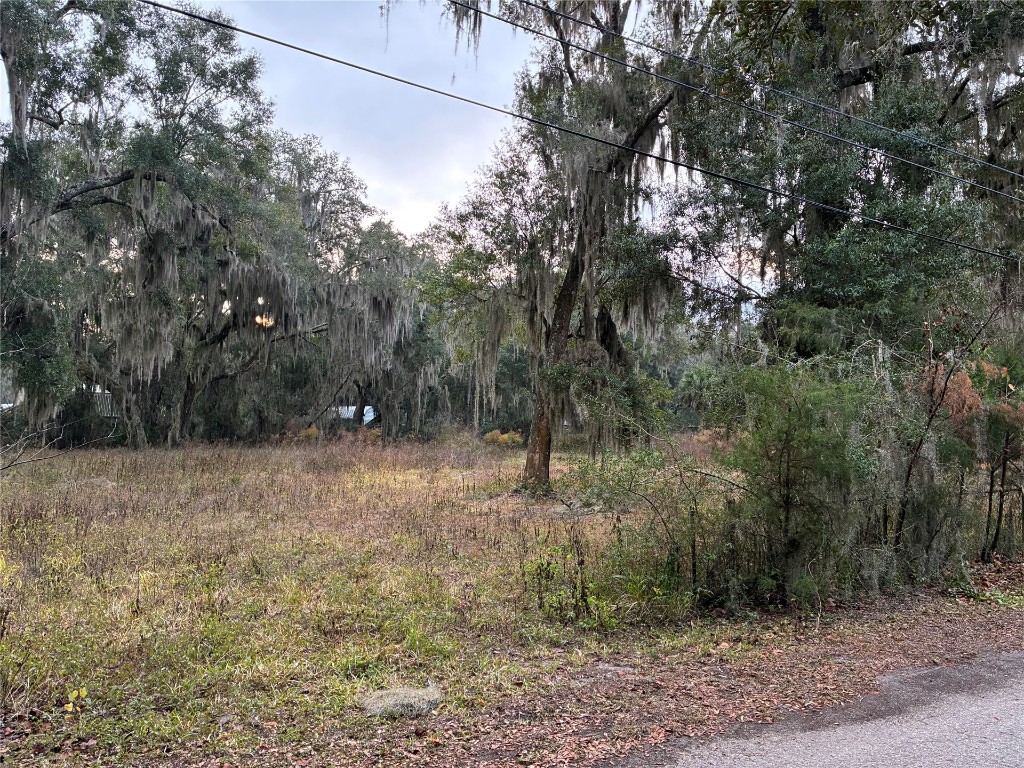 a view of a forest with trees in the background