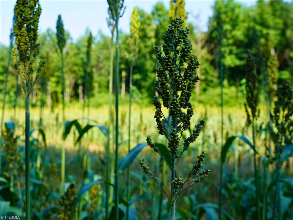 3100 Henry Wilson Road Oxford, NC 27565 - Photo 19 of 50