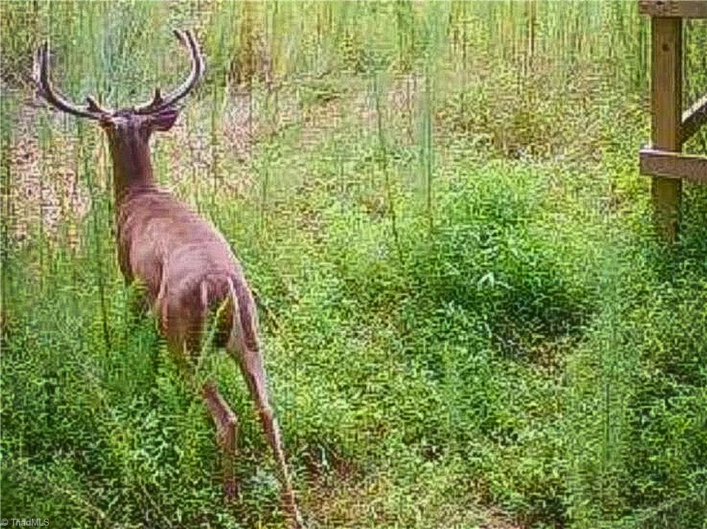 3100 Henry Wilson Road Oxford, NC 27565 - Photo 28 of 50